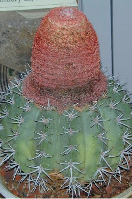 Cabeca de Frade(Melocactus bahiensis)
