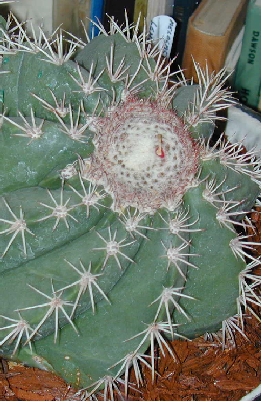 Cabeca de Frade(Melocactus bahiensis)