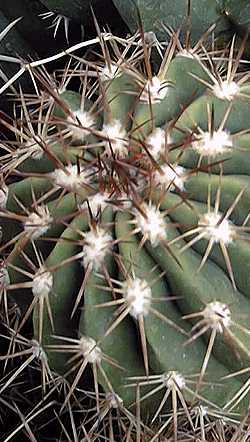 (Melocactus intortus)