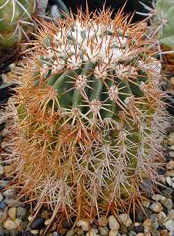 (Melocactus intortus)