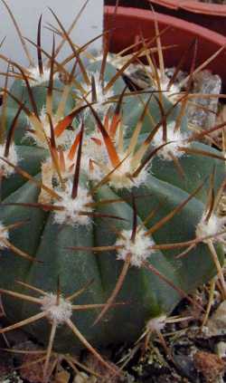 Wonderfully Bristled Turk's-Cap Cactus(Melocactus deinacanthus)