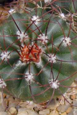 (Melocactus azureus ssp. ferreophilus )