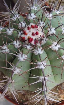 (Melocactus glaucescens)