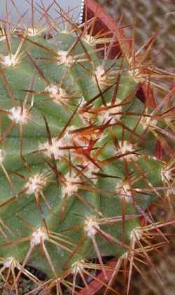 (Melocactus grueberi)