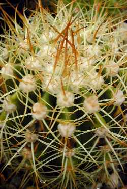 (Melocactus harlowii)