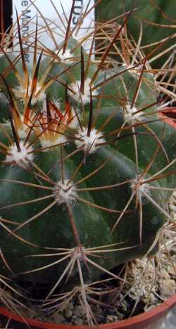 (Melocactus ernestii)