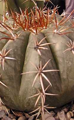 (Melocactus zehntneri)