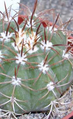 Dwarf Turk's Cap Cactus(Melocactus matanzanus)