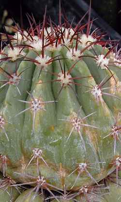 (Melocactus mazelianus)