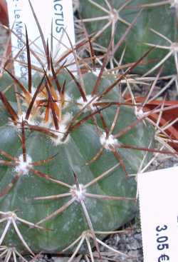 (Melocactus neryi)