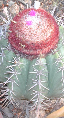 (Melocactus pachyacanthus)