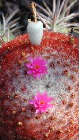 (Melocactus pachyacanthus)