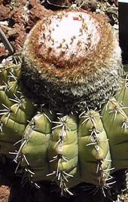(Melocactus salvadorensis)