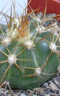 (Melocactus levitestatus)