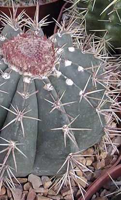 (Melocactus violaceus)