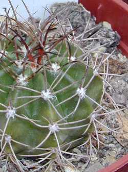 (Melocactus violaceus)