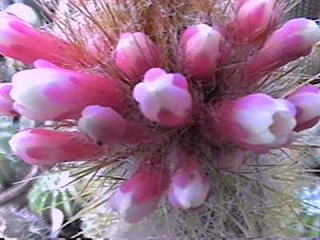 (Micranthocereus polyanthus)