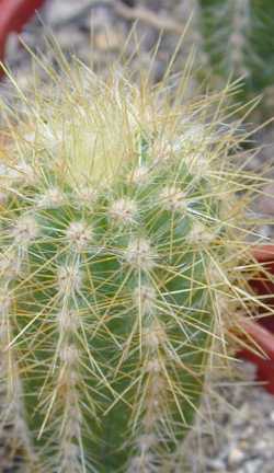 (Micranthocereus auriazureus)