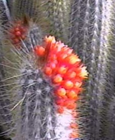 (Micranthocereus flaviflorus)