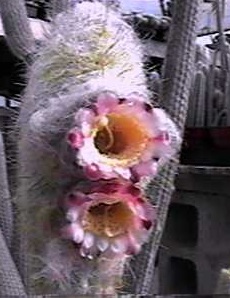 (Micranthocereus purpureus)