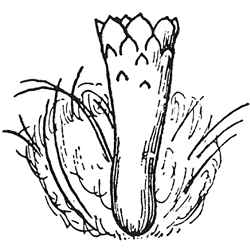 (Micranthocereus purpureus)