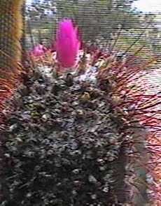 (Micranthocereus violaciflorus)