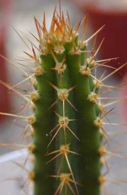 (Cereus spegazzinii)