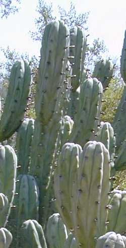 Blue Myrtle Cactus