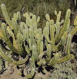 Blue Candle, Whortleberry Cactus(Myrtillocactus geometrizans)