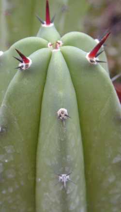 Garambullo(Myrtillocactus schenkii)