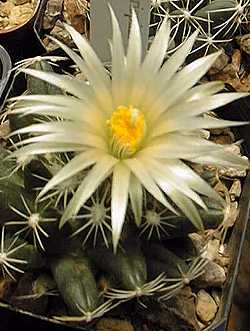 (Escobaria missouriensis var. asperispina )