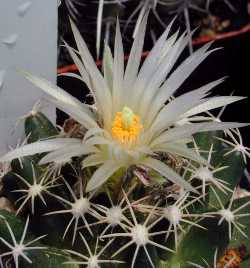 (Escobaria missouriensis var. asperispina )