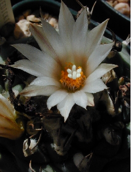 (Turbinicarpus schmiedickeanus ssp. klinkerianus )