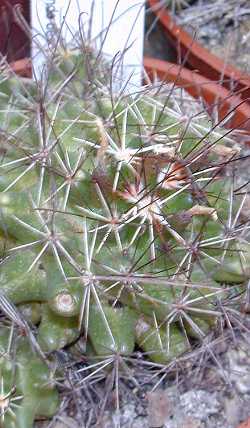 (Coryphantha odorata)