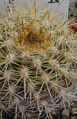 (Eriosyce curvispina 'mammillarioides')
