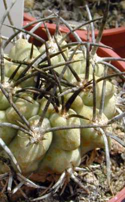 (Eriosyce taltalensis ssp. paucicostata )