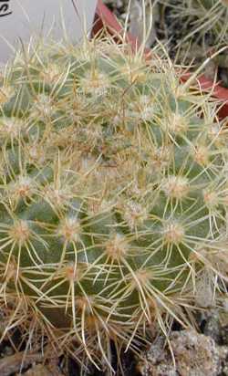 (Parodia concinna 'apricus')