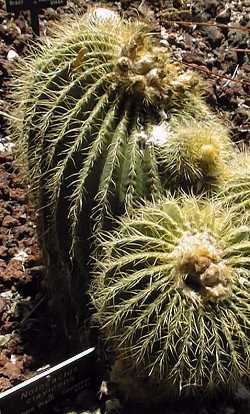 (Parodia schumanniana ssp. claviceps )