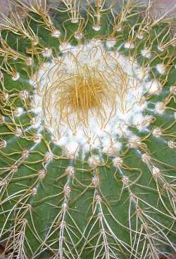 (Parodia schumanniana ssp. claviceps )