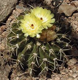 (Parodia erinacea)