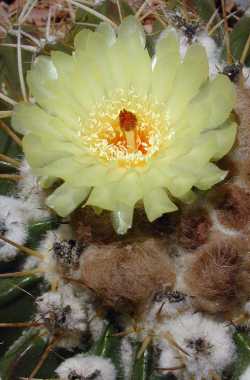 (Parodia erinacea)