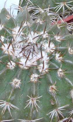 (Parodia erinacea)