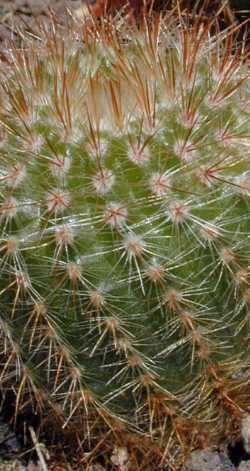 (Parodia concinna var. gibberula )