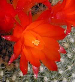 Scarlet Ball Cactus(Parodia haselbergii)