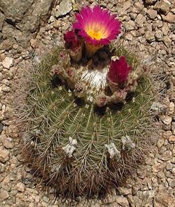 (Parodia herteri)