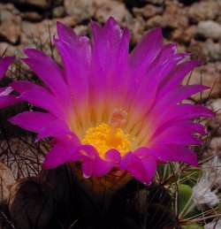 (Parodia herteri)