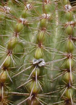 (Parodia herteri)