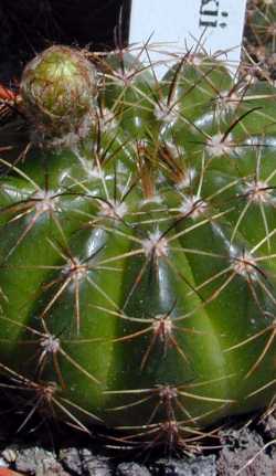 (Parodia linkii 'buenekeri')