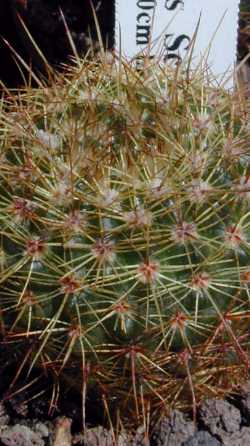 (Parodia mammulosa 'megalantha')