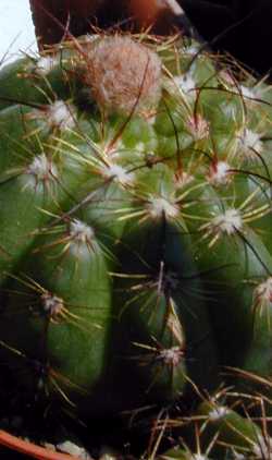 (Parodia ottonis 'militaris')